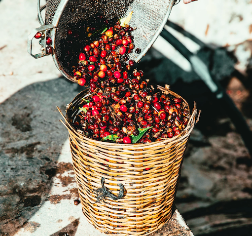 raw-coffee-being-harvested_1800x1199.jpg (kopie)